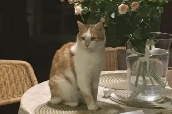 Потерянные животные Брянск, фото: Пропала кошка Дуся, рыжая с белым окрасом, Супоневское сельское поселение