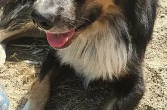 Собака Кобель найдена возле Ершово-Фуньково 46Н-07178