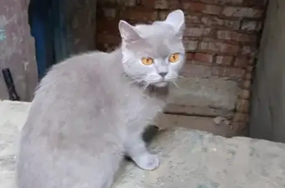 Пропала кошка в Горшково, Московская область