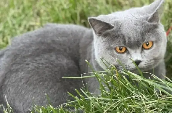Пропала серая британская кошка в Нижнеуслонском поселении, Татарстан