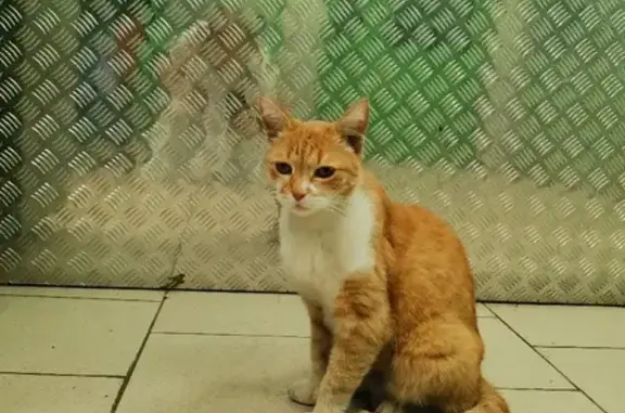 Найден домашний кот на ул. Победы, 11 в Химках