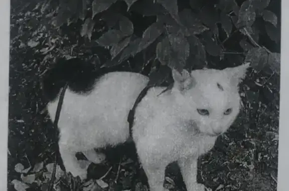 Кошки потеряшки, Казань, фото: Потеряшка кот по адресу Павлюхина, д. 99