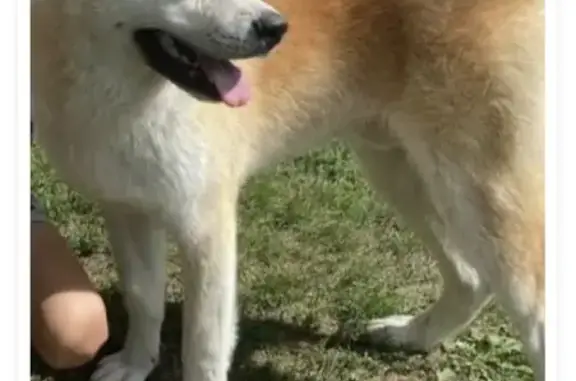 Собаки потеряшки, Москва, фото: Потеряшка собака Наоки на ул. Римского-Корсакова, Москва