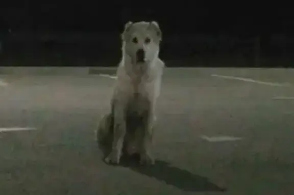 Крупная купированная собака на ул. Ленина 43, Майкоп.