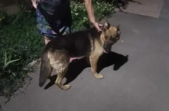 Собака найдена на ул. Александра Матросова, 89 в Краснодаре.