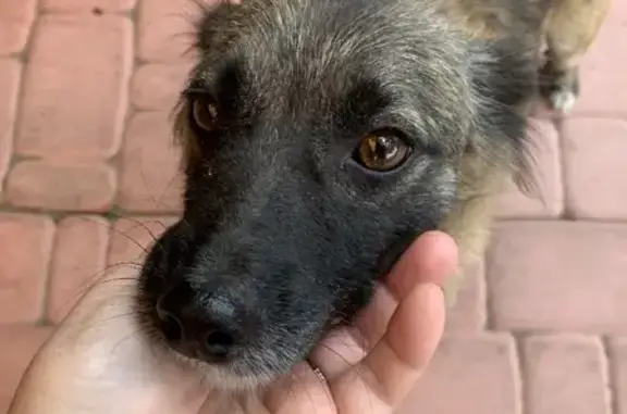Собака на ул. Пересвета 18, Брянск: коричневый с чёрным.