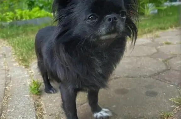 Собаки потеряшки, Москва, фото: Потеряшка собака на улице Льва Толстого, вознаграждение