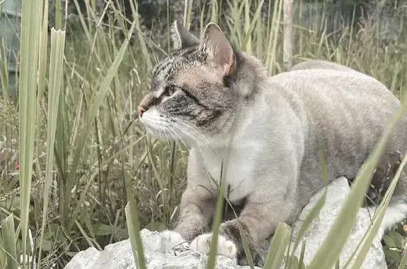 Пропала кошка 28 августа в Нижневартовске