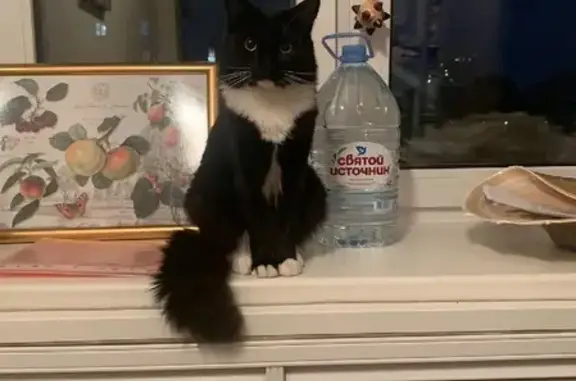 Кошки потеряшки, Москва, фото: Потеряшка кошка Саске, Маяковская, ул. Красина 24/28