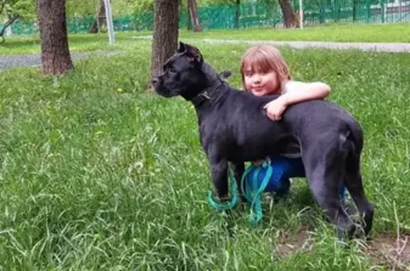 Собаки потеряшки, Москва, фото: Потеряшка собака на Рязанском пр-те, Москва, 30.08. в 20:20, Кане Корсо, чёрного цвета, 1,7 лет.