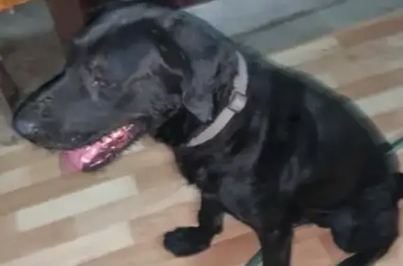 Найдена собака на Сосновой улице в Темерницком: похожа на охотничью, молодая и контактная.
