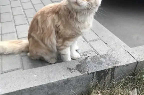 Найден рыжий кот в поселке Воскресенское, Москва.