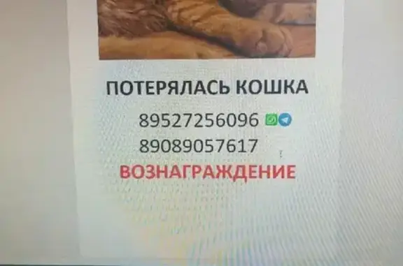 Пропала кошка Буся, Екатеринбург, СПК Шувакишский, 24 августа.