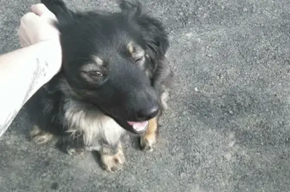Пропала собака по адресу Павлова 119 в Тюмени