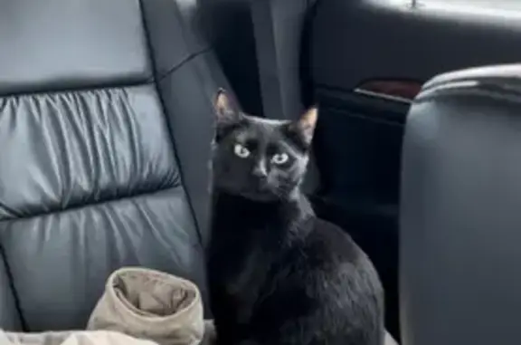 Кошки потеряшки, Санкт-Петербург, фото: Потеряшка кошка ЧАК по адресу Лесной проспект, 59 к2 литБ, Санкт-Петербург