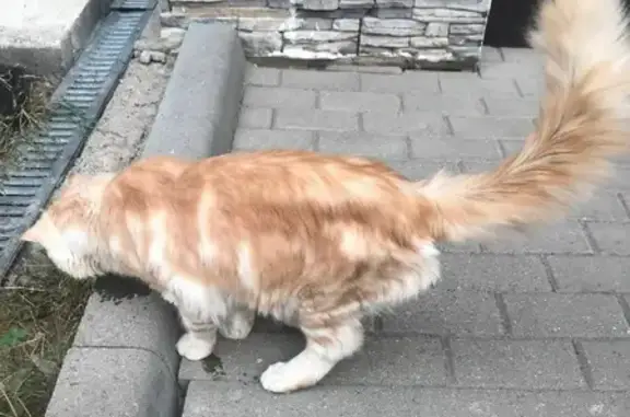 Найден рыжий кот в поселке Воскресенское, Москва
