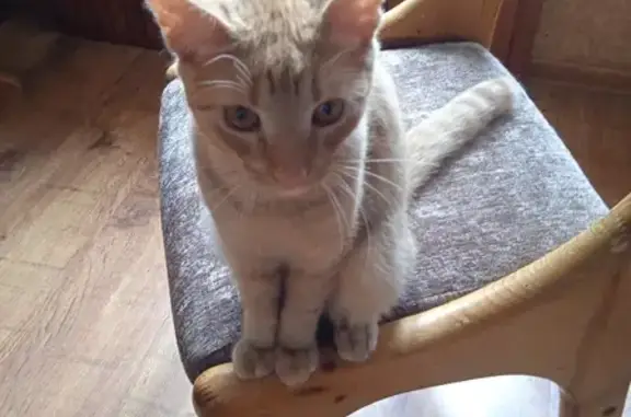 Кошки потеряшки, Москва, фото: Потеряшка котенок на Москворецкой улице, Москва