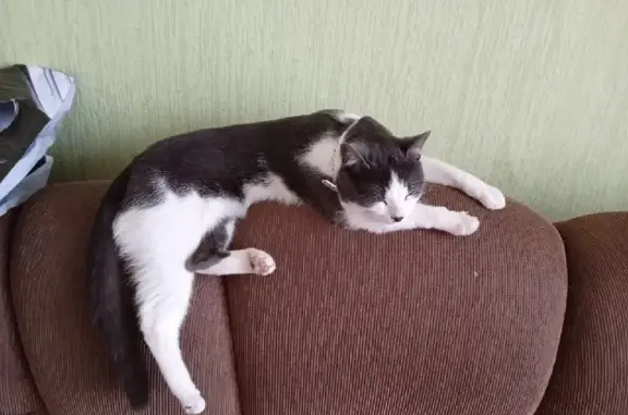 Пропал кот Тишка на ул. Карбышева, 4, Новокуйбышевск