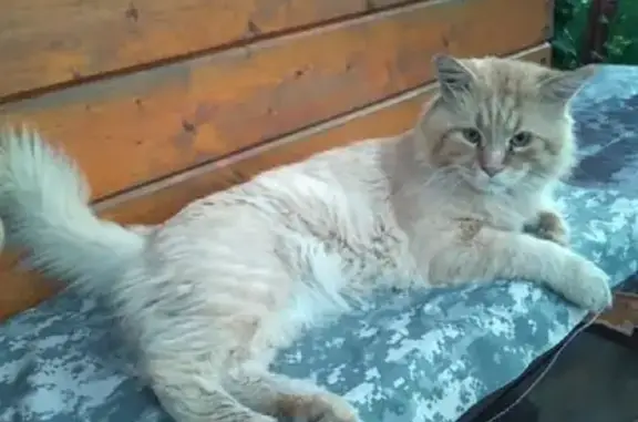 Пропал кот Вася в деревне Тепра, Шунга, Костромская область