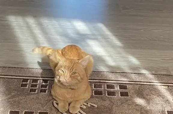 Кошки потеряшки, Казань, фото: Потеряшка рыжая кошка на Тополевой улице в Казани.