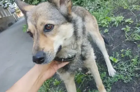 Пропала собака Тася на ул.Поселковой, Новосибирск