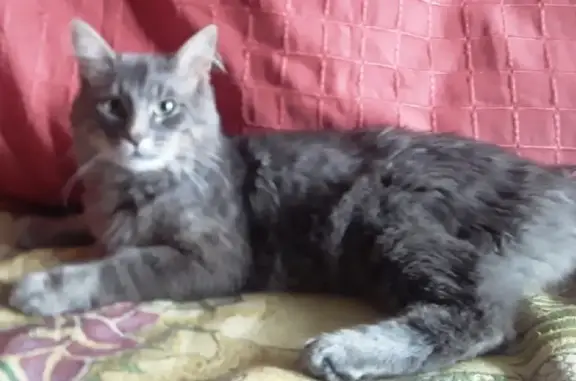 Пропала кошка Васька в деревне Голубое