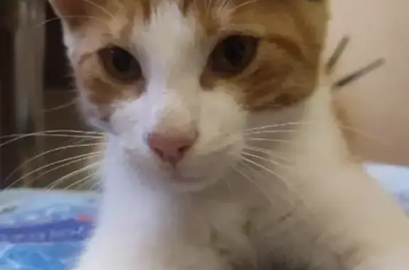 Найдена кошка на улице Бумажников, 2 в Кондопоге