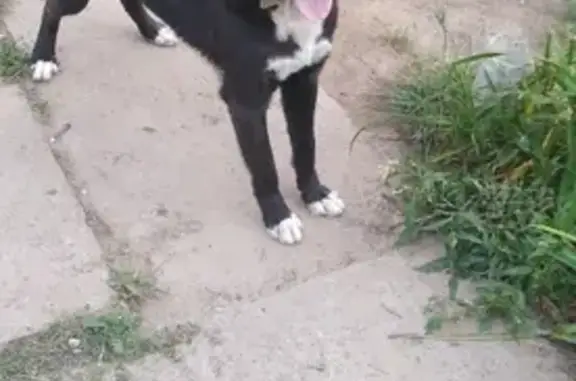 Потерянные животные Нижний Новгород, фото: Пропал кобель Ромик на ул. Стахановская