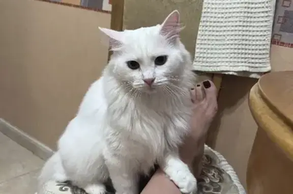 Пропала белая кошка Феня в Московской области