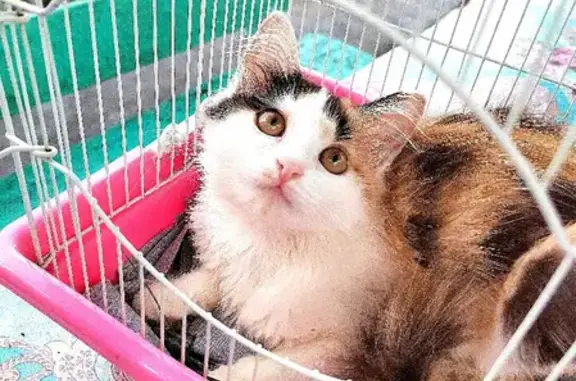 Найдена кошка в Твери на набережной Лазури, ищет дом