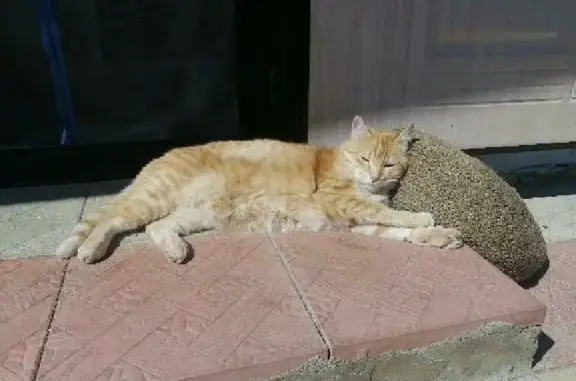 Пропала кошка Персик на ул. Новочелябинская, 13 (Южноуральск)