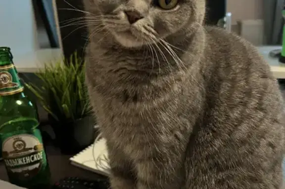 Кошки потеряшки, Санкт-Петербург, фото: Потеряшка кошка Несси, вознаграждение гарантировано! (адрес: ул. Александра Невского, 3, СПб)