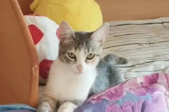 Пропала кошка на Овчинникова, 10 в Челябинске