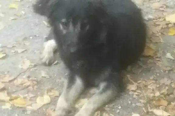 Найдена собака в Бирюлево на Загорьевском проезде