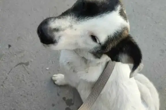 Найдена собака на улице Челюскинцев, район остановки Бурлинская