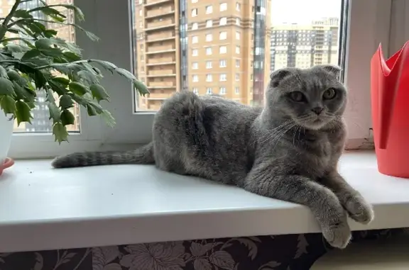 Кошки потеряшки, Санкт-Петербург, фото: Потеряшка кошка породы шотландская вислоухая в СПб, ул. Александра Невского, 3