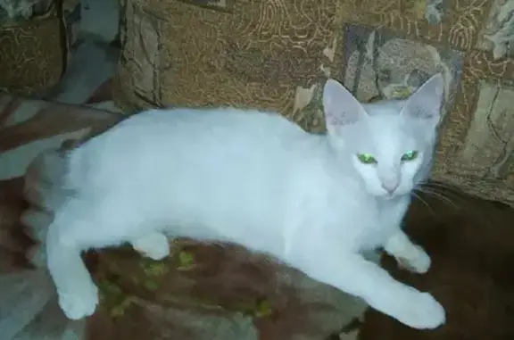 Кошки потеряшки, Грабцево, фото: Потеряшка кошка на Советской улице в Грабцево