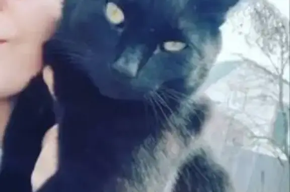 Пропала черная кошка на ул. А.Шестаковой, 105, Калач-на-Дону