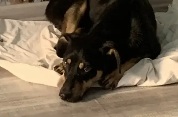 Найдена собака с сломанной лапой в Краснодаре