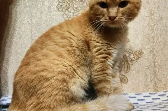 Найден рыжий кот в Новобайдаевке на пр. Шахтёров, 4