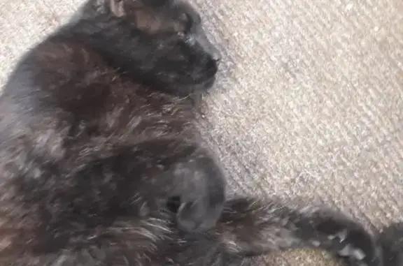 Найдена кошка в районе метро Озерки