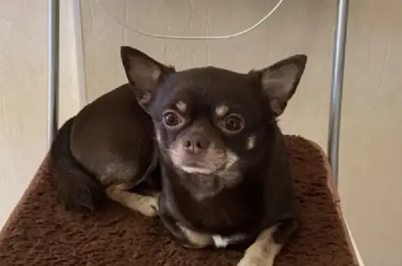 Собаки потеряшки, Санкт-Петербург, фото: Потеряшка собака на Хасанской улице