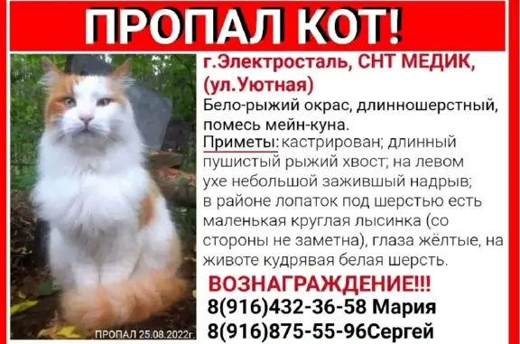 Пропал кот в СНТ Медик, г.Электросталь, ул.Уютная