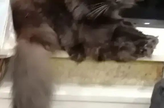 Кошки потеряшки, Брянск, фото: Потеряшка кошка Багира на ул. Профсоюзов 22, Брянск