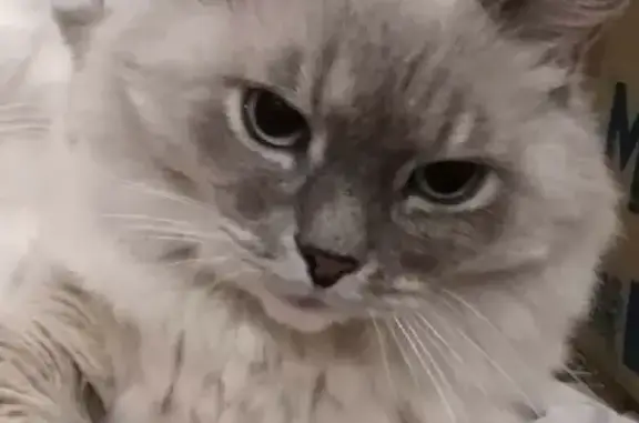 Объявления о пропавших и найденных животных, Киров, фото: Пропала кошка на улице Карла Либкнехта, 68 в Кирове