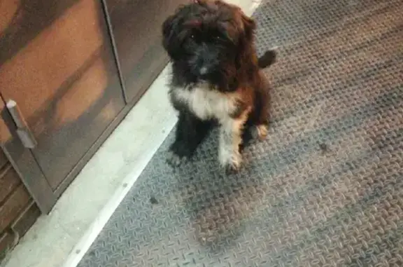 Собака найдена на Соколовской, 54 в Красноярске