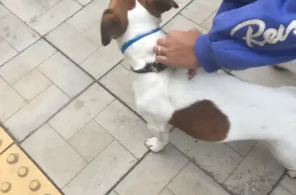 Найден пёс на ул. Металлистов, 32 в Торжоке