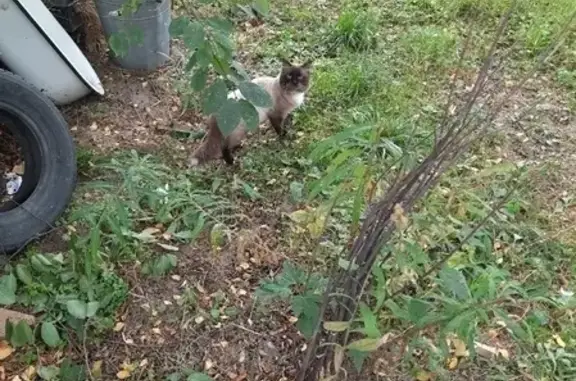 Найдена кошка с ошейником на Взлётном проезде, ищем хозяев