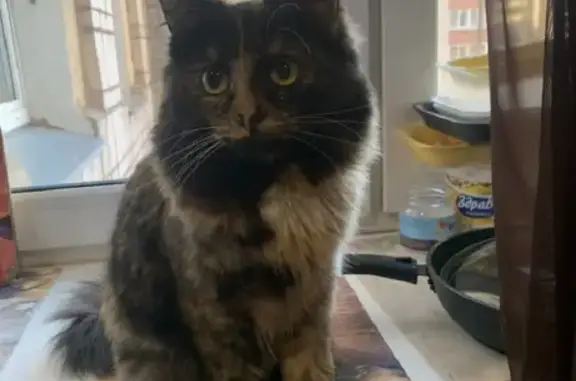 Объявления о пропавших и найденных животных, Киров, фото: Пропала кошка Ася на улице Володарского, 159, Киров