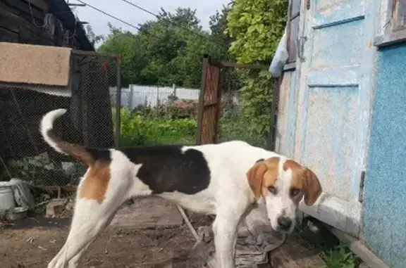 Пропала собака в Вольновском поселении, Саратовская область